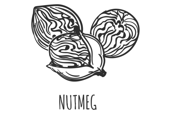 Download Nutmeg Drawing. Aromatic Organic Food Fl - Aromatic Collection